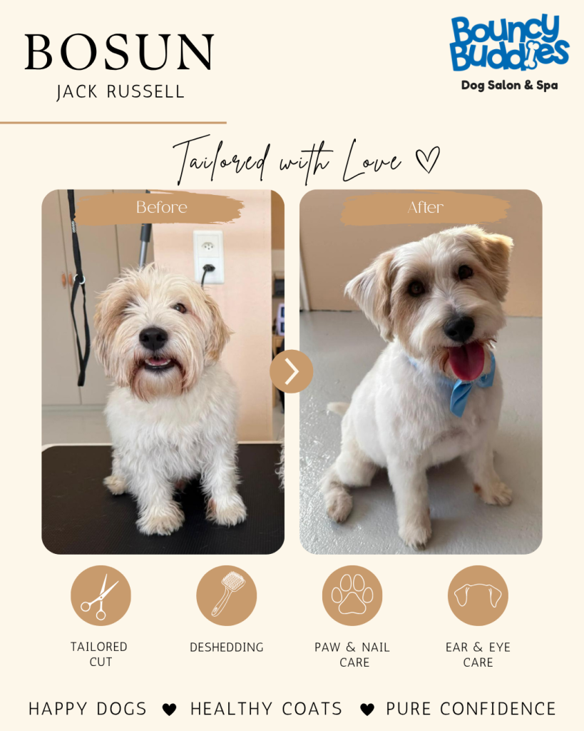 Vorher/Nachher: Bosun · Jack Russell