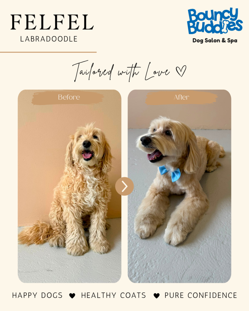 Vorher/Nachher: Felfel · Labradoodle