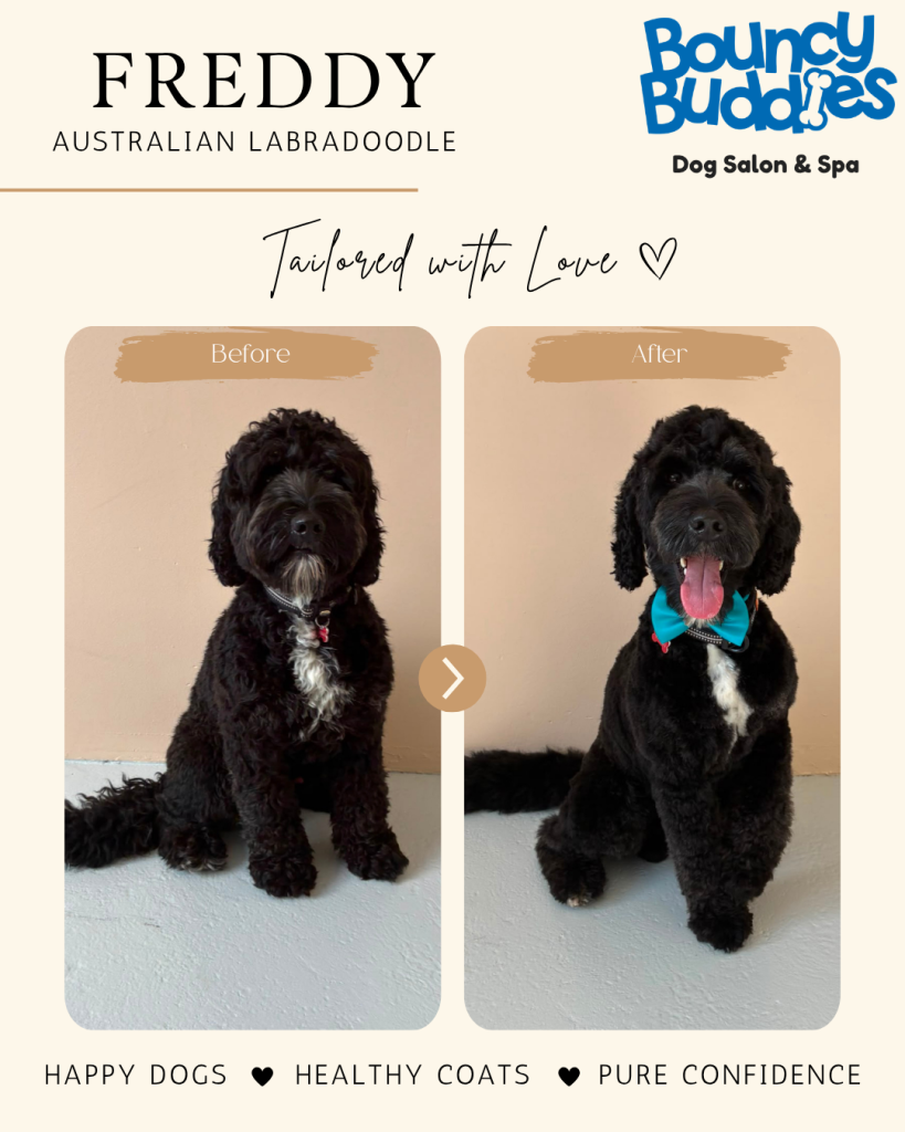Vorher/Nachher: Freddy · Australian Labradoodle