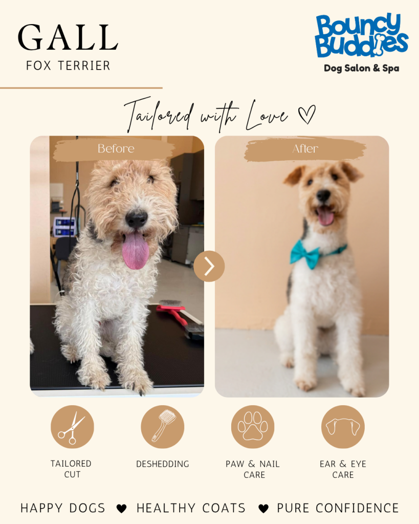Vorher/Nachher: Gall · Fox Terrier