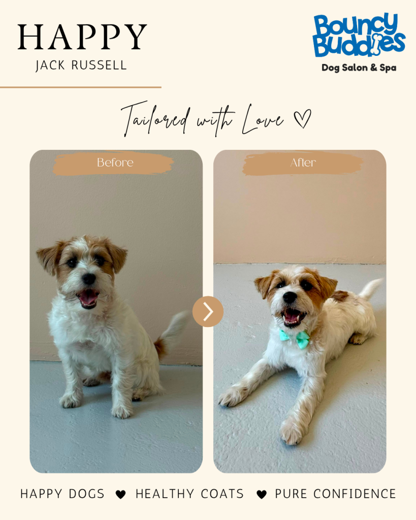 Vorher/Nachher: Happy · Jack Russell