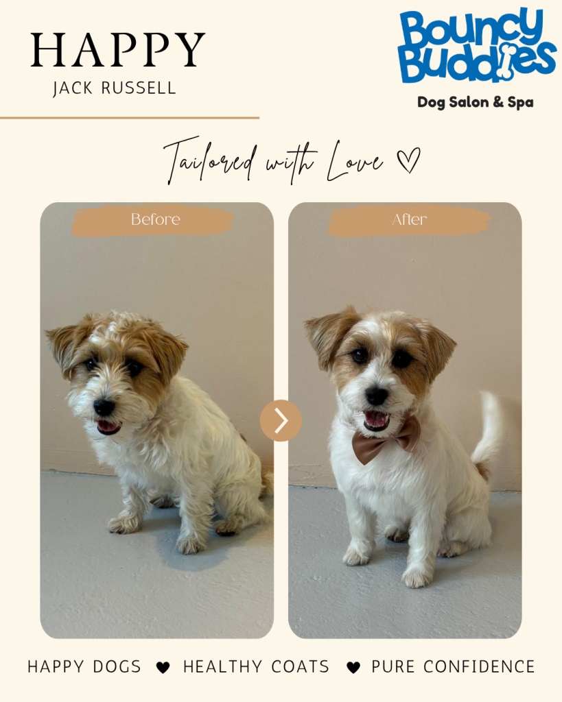 Vorher/Nachher: Happy · Jack Russell