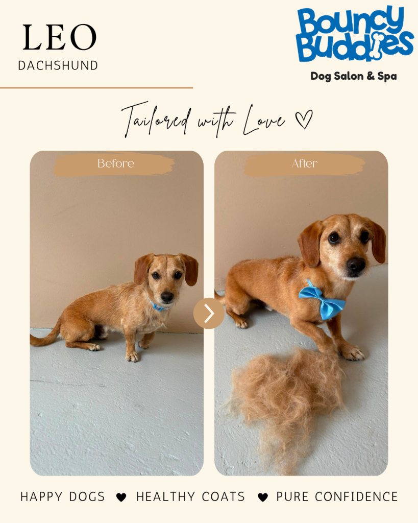 Vorher/Nachher: Leo · Dackel