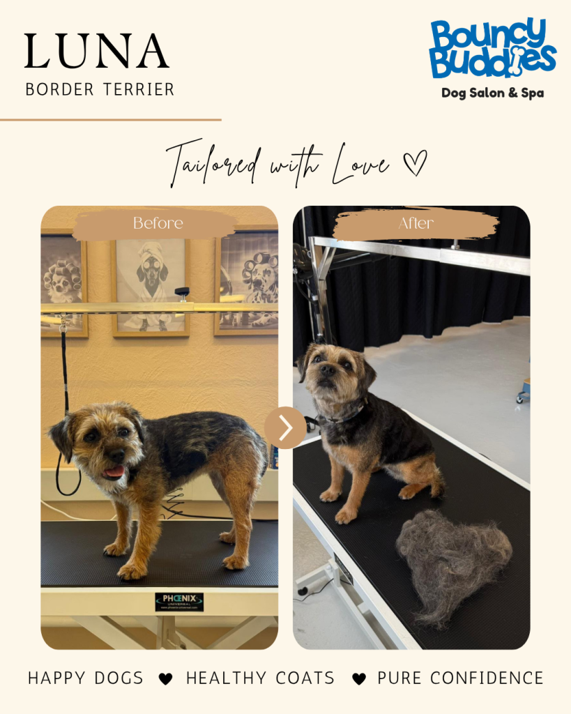 Vorher/Nachher: Luna · Border Terrier