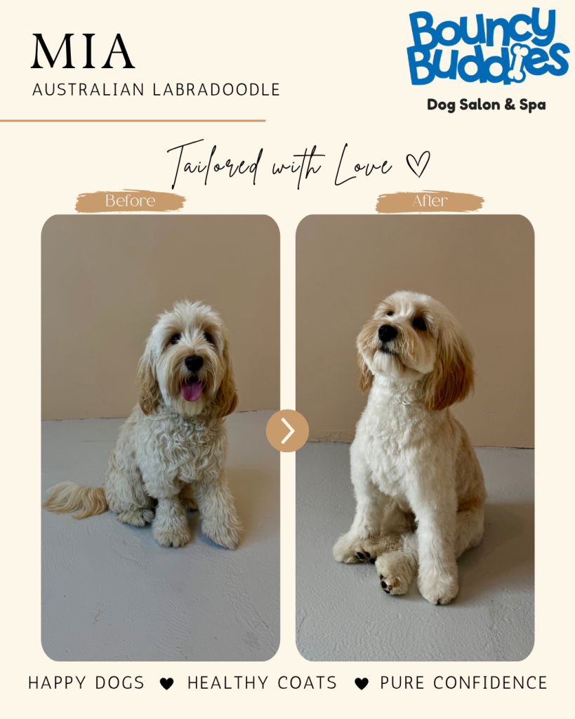 Vorher/Nachher: Mia · Australian Labradoodle