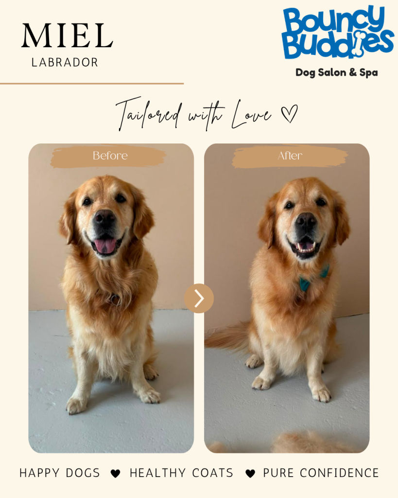 Vorher/Nachher: Miel · Labrador