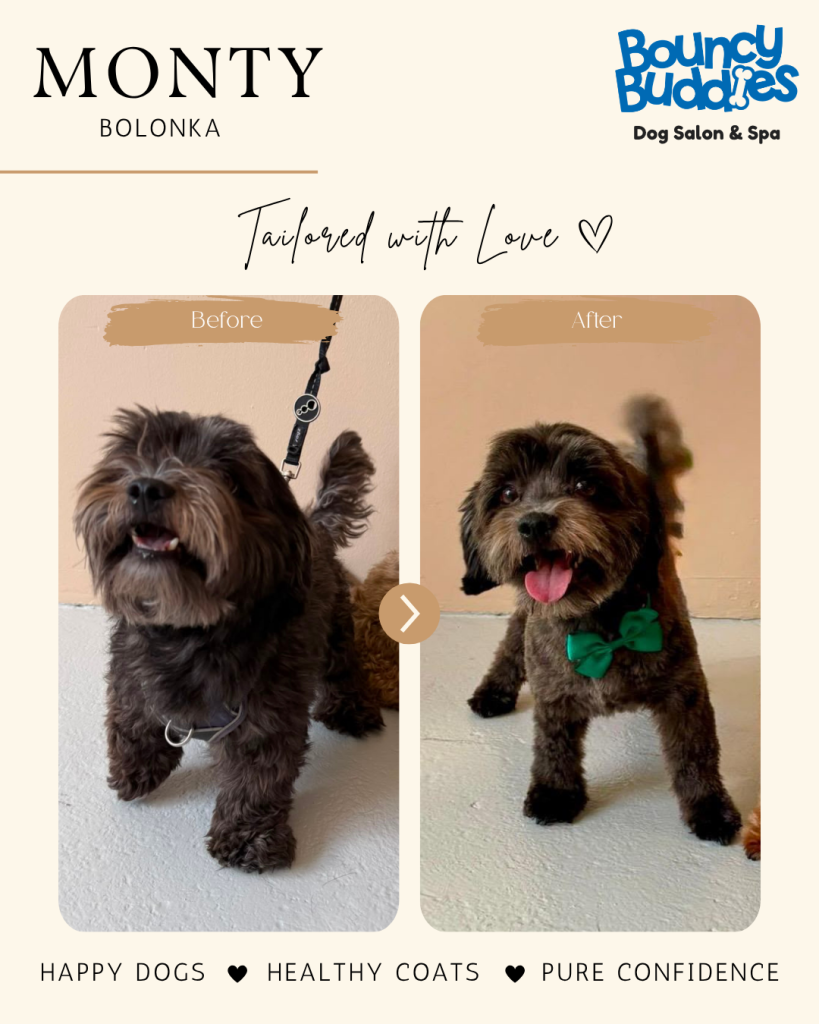 Vorher/Nachher: Monty · Bolonka