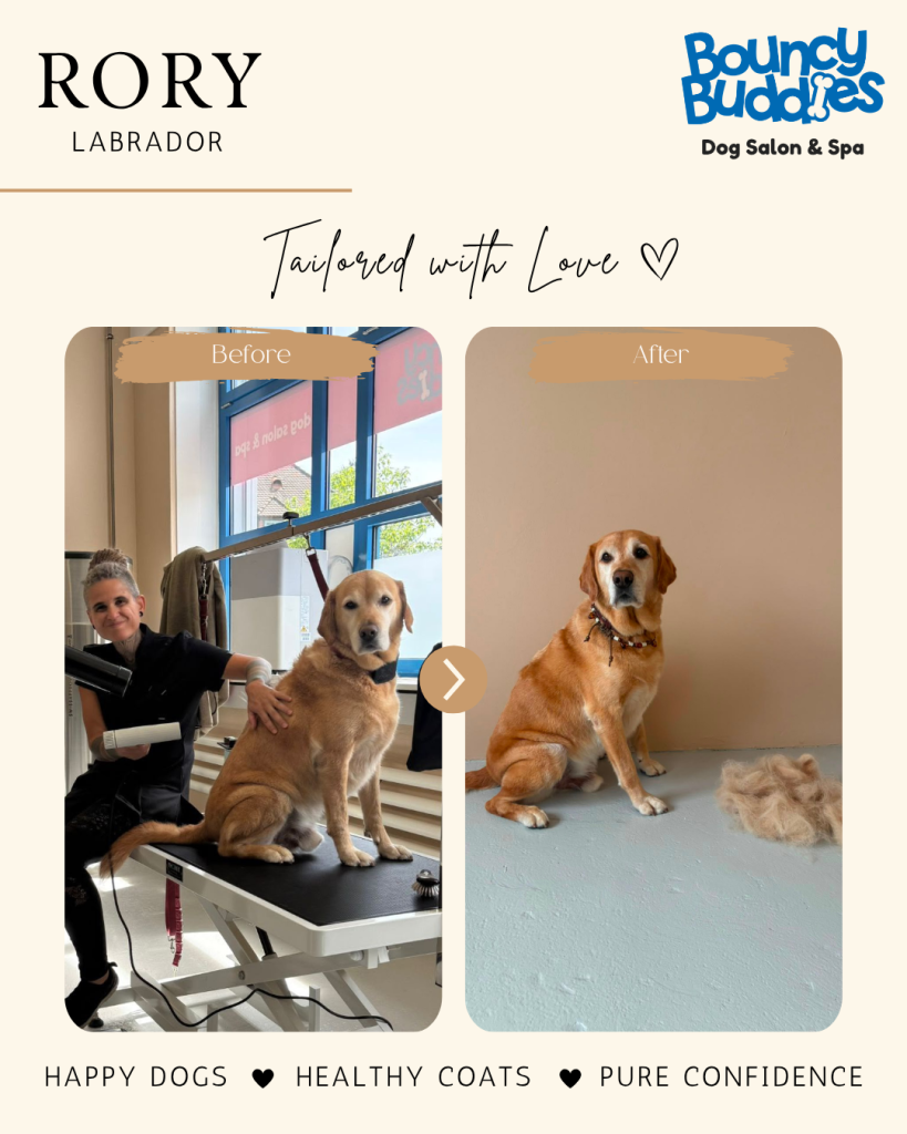Vorher/Nachher: Rory · Labrador