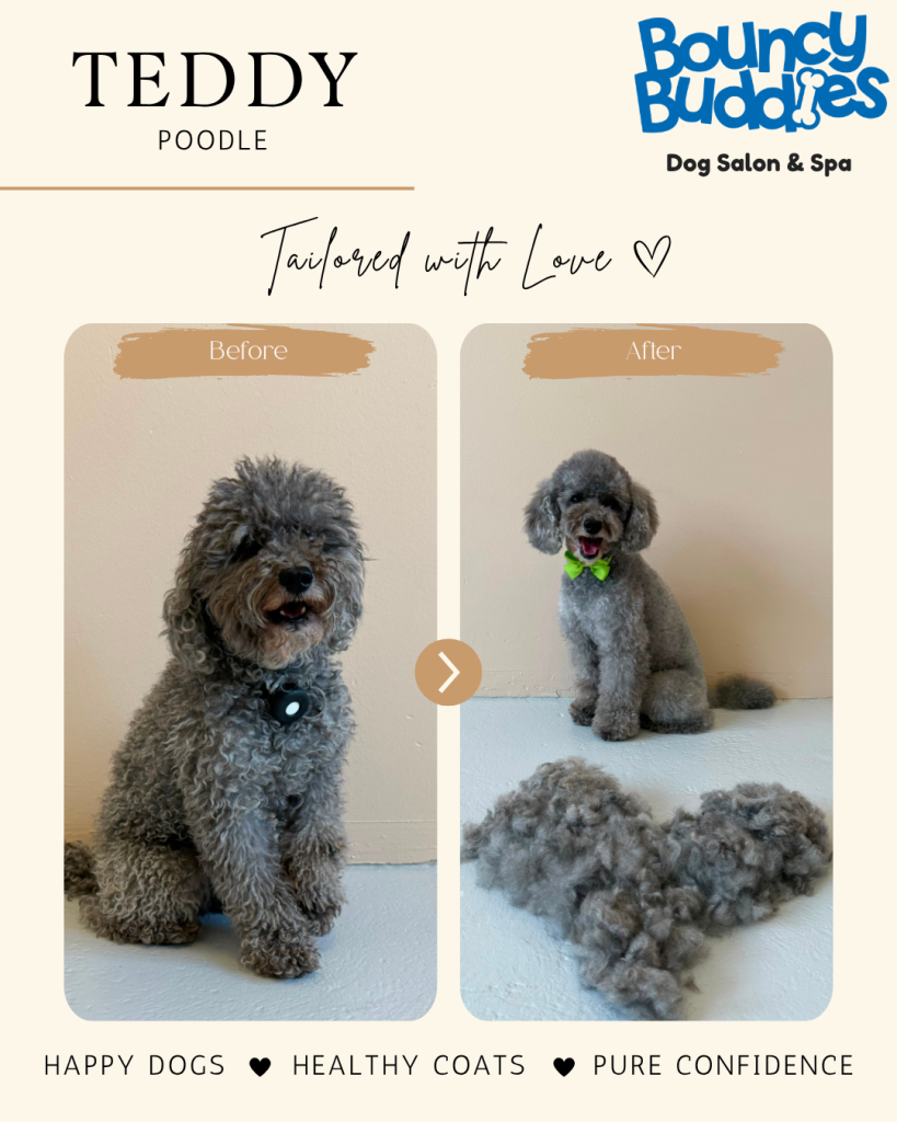 Vorher/Nachher: Teddy · Pudel