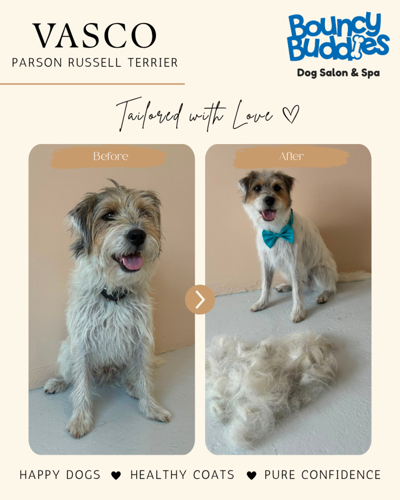 Vorher/Nachher: Vasco · Parson Russell Terrier